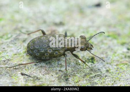 Gros plan sur le petit mais cvolorfull vert coléoptère, Elaphrus riparius assis sur le sol Banque D'Images