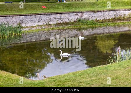 Eagle Pond, Newstead Abbey, Notinghamshire, Angleterre, Royaume-Uni Banque D'Images