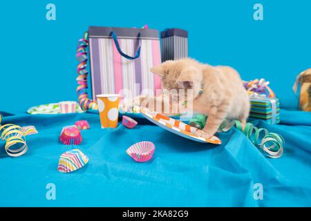 Petit tabby jaune clair pour bébé chat qui a mis en place une table d'anniversaire avec des banderoles, des assiettes en plastique et des sacs de friandises sur une nappe bleue contre le bleu clair b Banque D'Images