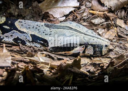 Image de gros plan de la tête de boa à queue rouge (Boa constricteur). C'est une espèce de grand serpent, non venimeux, à corps lourd, qui est fréquemment gardé Banque D'Images