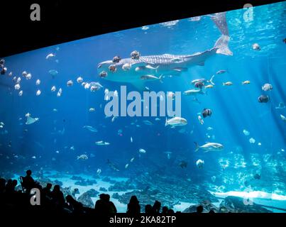 Atlanta USA 15th octobre 2022 : le requin-baleine nageant dans la galerie Ocean Voyager de l'Aquarium de Géorgie, l'une des plus grandes expositions aquatiques uniques au monde. Banque D'Images