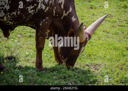 Un gros plan d'un bébé de bétail Ankole-Watusi qui boit de l'herbe verte fraîche dans un pré par temps ensoleillé Banque D'Images