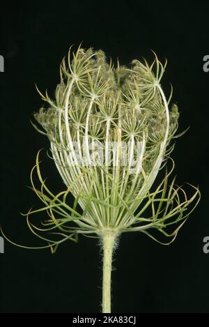 Tête de semence de carotte sauvage (Daucus carota), ombelles de graines non mûres connues sous le nom de dentelle de la reine Anne, dentelle de l'évêque ou nid d'oiseau, Berkshire, août Banque D'Images