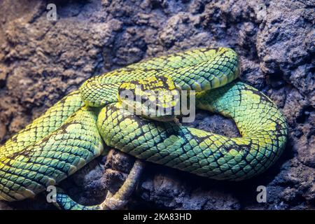 Le pitvipère vert sri lankais (Craspedocephalus trigonocephalus) est une espèce de vipère venomous endémique au Sri Lanka Banque D'Images
