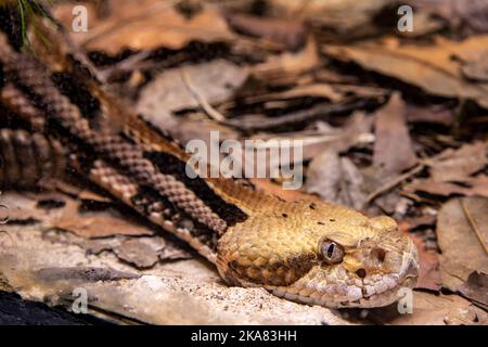 Le crotale de bois (Crotalus horridus) est une espèce de vipère endémique à l'est de l'Amérique du Nord. Il est venimeux, et cette espèce l'est parfois Banque D'Images