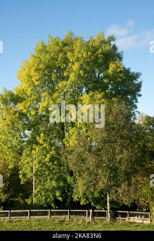 Symptômes du dépérissement des cendres de chalara (Hymenoscyphus fraxineus) sur un petit arbre à cendres mourant (Fraxinus excelsior) avec une grosse cendre saine derrière en automne Banque D'Images