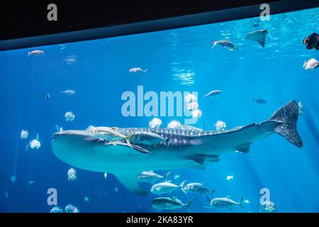 Atlanta USA 15th octobre 2022 : le requin-baleine nageant dans la galerie Ocean Voyager de l'Aquarium de Géorgie, l'une des plus grandes expositions aquatiques uniques au monde. Banque D'Images