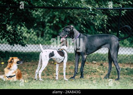 Photo sélective de trois chiens dans le parc près d'une clôture en treillis métallique Banque D'Images