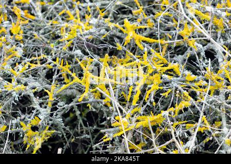 Lichen croustillant jaune sur branches de branches de branches de branches de branches de la côte de Pembrokeshire hedgerow en octobre 2022 au pays de Galles Kathy DEWITT, Royaume-Uni Banque D'Images