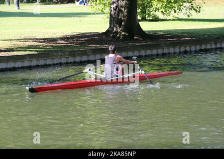 Un seul crâne se déplaçant sur la rivière Great Ouse à Bedford, au Royaume-Uni. Très populaire pour les bateaux à rames. Banque D'Images