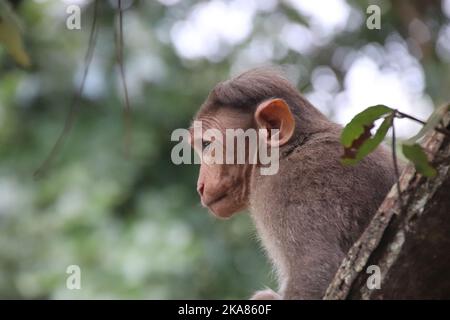 Gros plan sur un macaque de bonnet dans le sud de l'Inde Banque D'Images