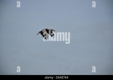 Une cigogne d'Abdim (Ciconia abdimii, cigogne à ventre blanc) volant dans le ciel bleu Banque D'Images