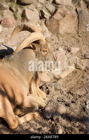 Gros plan sur des moutons de Barbarie ou des espèces de caprins d'Ammotragus lervia aoudad endémiques aux montagnes rocheuses en Afrique du Nord. Sur fond avec paroi Banque D'Images