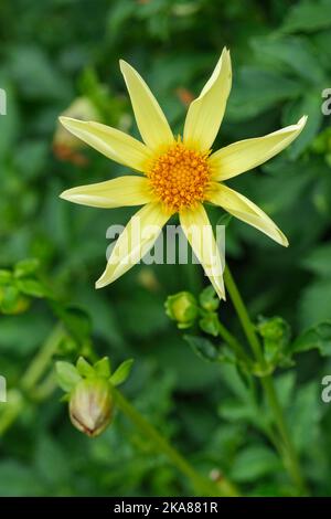 Dahlia Honka, dahlia au volant, dahlia étoilé, Dahlia « jaune Honka », dahlia aux orchidées, Fleurs jaunes étoilées aux pétales roulés Banque D'Images