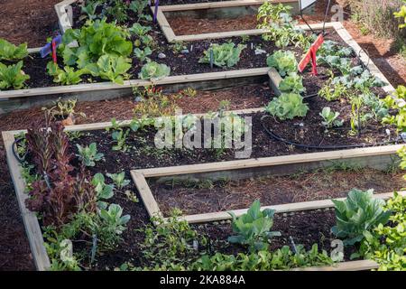 Jardin potager de la communauté urbaine dans des lits de jardinières surélevés. Banque D'Images