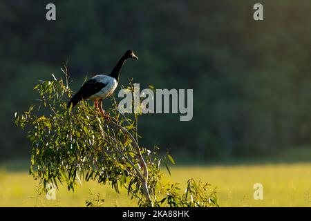 Un gros plan de la magpie qui perche sur des branches d'arbre isolées dans un fond vert nature Banque D'Images