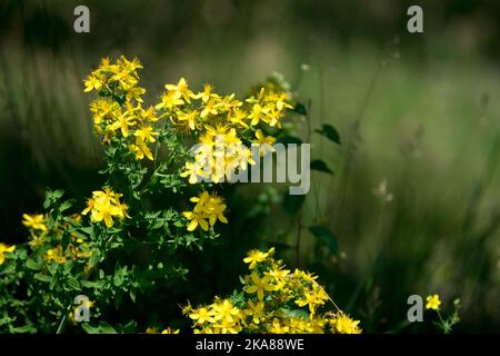 Hypericum perforatum, nature, fleurs sauvages, millepertuis, floraison, Blossoms, Hypericum, Meadow, Flowers, Plant arrière-plan flou Banque D'Images