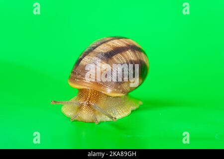 Un grand escargot de jardin Helix pomatia sur fond vert. Banque D'Images