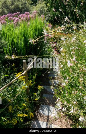 Une voie étroite dans le jardin entre les plantes vivaces matures en milieu d'été Banque D'Images