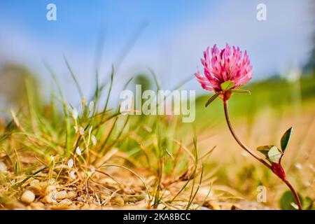 Gros plan sur la fleur de trèfle rouge et l'herbe dans la nature Banque D'Images