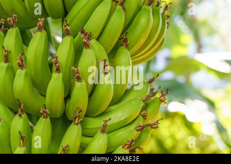 Branche de bananes sur un palmier. Bananes vertes fraîches fruits poussant sur la ferme tropicale pendant la récolte en Asie ou en Amérique du Sud. Alimentation brute, agriculture, concept d'agriculture. Photo de haute qualité Banque D'Images