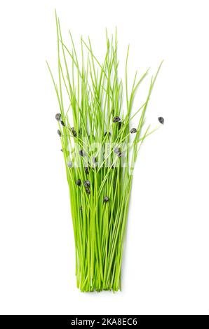 Bouquet de microlégumes à la gousse d'ail frais. Plantules, pousses et jeunes plants prêts à manger d'Allium tuberosum, avec des couches de graines noires sur leurs extrémités. Banque D'Images