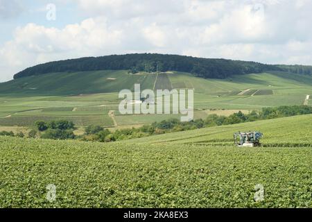 Paysage verdoyant sur les célèbres vignobles de Champaign dans la Marne, France en été Banque D'Images