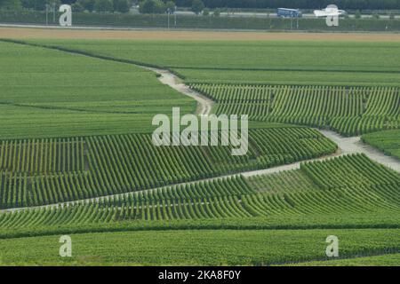 Paysage verdoyant sur les célèbres vignobles de Champaign dans la Marne, France en été Banque D'Images