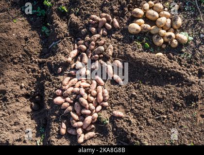 Une pile de pommes de terre de sapin rose fraîchement creusées et de pommes de terre Vivaldi, Solanum tuberosum. Laissé au soleil pour fixer ou durcir la peau - guérir. Banque D'Images