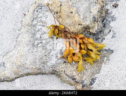 Algues sur la plage de Clachan Sands sur l'île de North Uist Banque D'Images