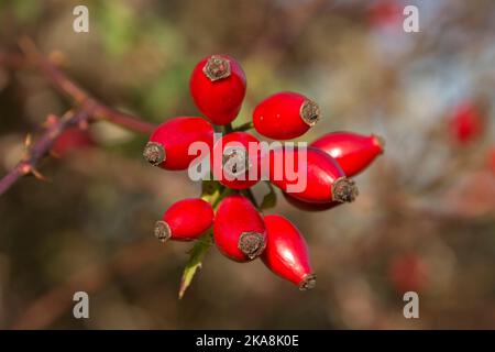 Hanches roses rouges mûres, hanches rosées, pattes ou fruits de la bruyère d'une rose de chien (Rosa canina) sur un briar au début de l'automne, Berkshire, octobre Banque D'Images