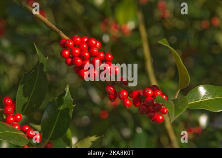 Baies de houx rouge mûr (Ilex aquafolium) parmi les feuilles les plus hautes non piquantes de l'arbre au début de l'automne, Berkshire, octobre Banque D'Images