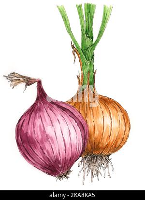 Dessin d'oignon rouge et brun (Allium cesp). Encre et aquarelle sur papier. Banque D'Images