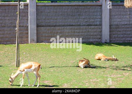 Blackbucks sur l'herbe dans une journée ensoleillée au zoo Banque D'Images