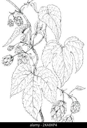 Houblon (Humulus lupulus) dessin botanique. Encre sur papier. Banque D'Images