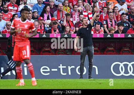 Munich, Allemagne . 29th octobre 2022. Julian Nagelsmann Trainer FCB, FC Bayern München 6 : 2 - FSV Mainz 05, Fussball Bundesliga, Allianz Arena, Muenchen. Crédit: SPP Sport presse photo. /Alamy Live News Banque D'Images