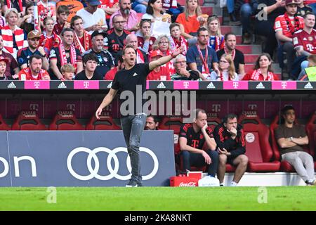 Munich, Allemagne . 29th octobre 2022. Julian Nagelsmann Trainer FCB, FC Bayern München 6 : 2 - FSV Mainz 05, Fussball Bundesliga, Allianz Arena, Muenchen. Crédit: SPP Sport presse photo. /Alamy Live News Banque D'Images