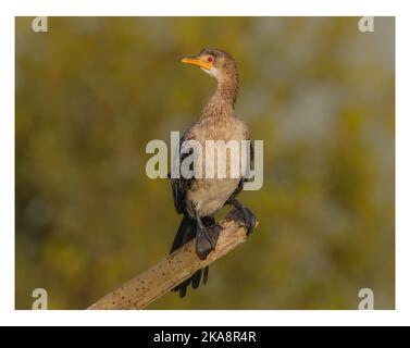 Gros plan d'un Cormorant du Vieux monde sur fond flou Banque D'Images