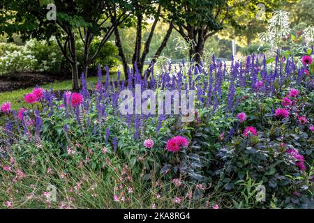 Dahlias, salvia et nicotiana alata (tabac doux) au début de la matinée d'été aux jardins Longfellow de Minneapolis, Minnesota, États-Unis. Banque D'Images