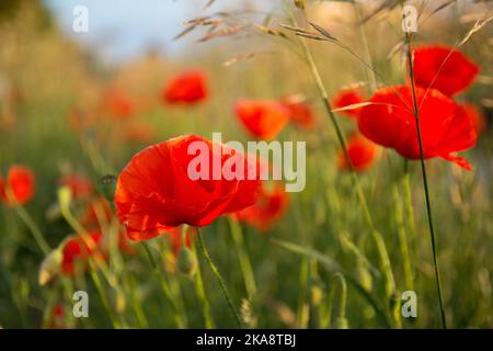 Fleurs de pavot rouge sur un pré Banque D'Images