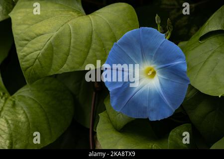 La gloire du matin fleurit sur une vigne à la fin de l'automne, juste avant le gel. Banque D'Images