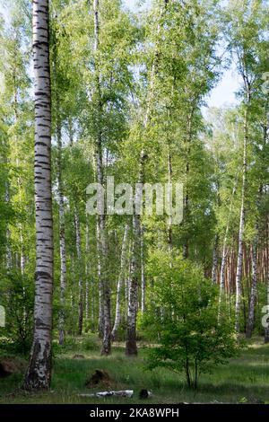 Bois de bouleau avec troncs de bouleau blanc et noir, feuilles vert clair et jeune arbre Banque D'Images