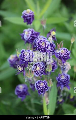 Un groupe de fleurs de Double Blue Winky Columbine fleurit en été à Trevor, Wisconsin, États-Unis, avec une attention sélective Banque D'Images