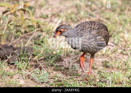 Poulains à col rouge adultes, pternistis afer, dans les prairies du Masai Mara, kenya. Profil latéral. Banque D'Images