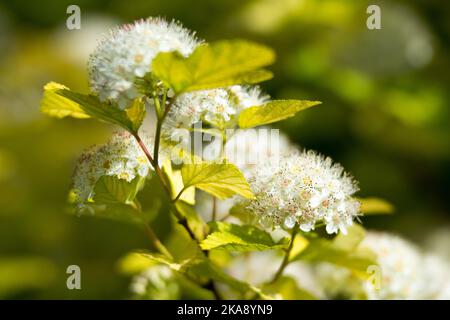 Gros plan de la fleur blanche d'écorce de nièce Banque D'Images