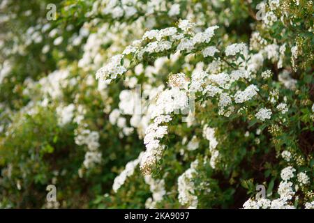 Arbuste blanc Spirea recouvert de fleurs au printemps Banque D'Images
