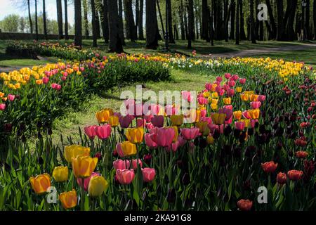Jardin de tulipes roses et jaunes au printemps Banque D'Images