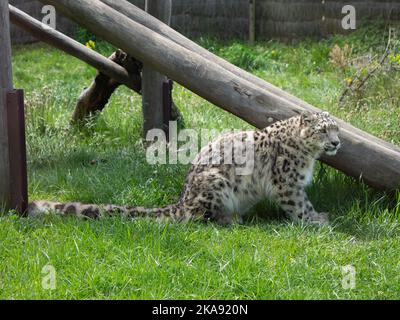 Un gros plan du léopard des neiges, Panthera uncia en captivité. Peaugres, France. Banque D'Images