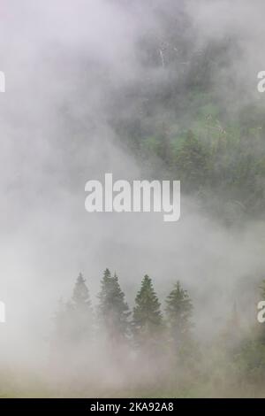 Nuages bas et arbres de pruche de montagne vus de Evergreen Mountain Lookout, Cascade Range, Mt. Forêt nationale de Baker-Snoqualmie, État de Washington, Banque D'Images
