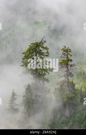 Nuages bas et arbres de pruche de montagne vus de Evergreen Mountain Lookout, Cascade Range, Mt. Forêt nationale de Baker-Snoqualmie, État de Washington, Banque D'Images